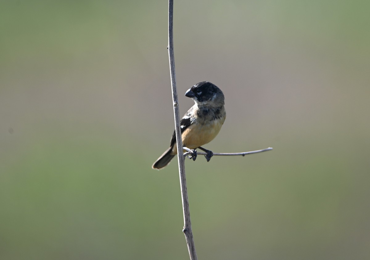 Morelet's Seedeater - ML649944397