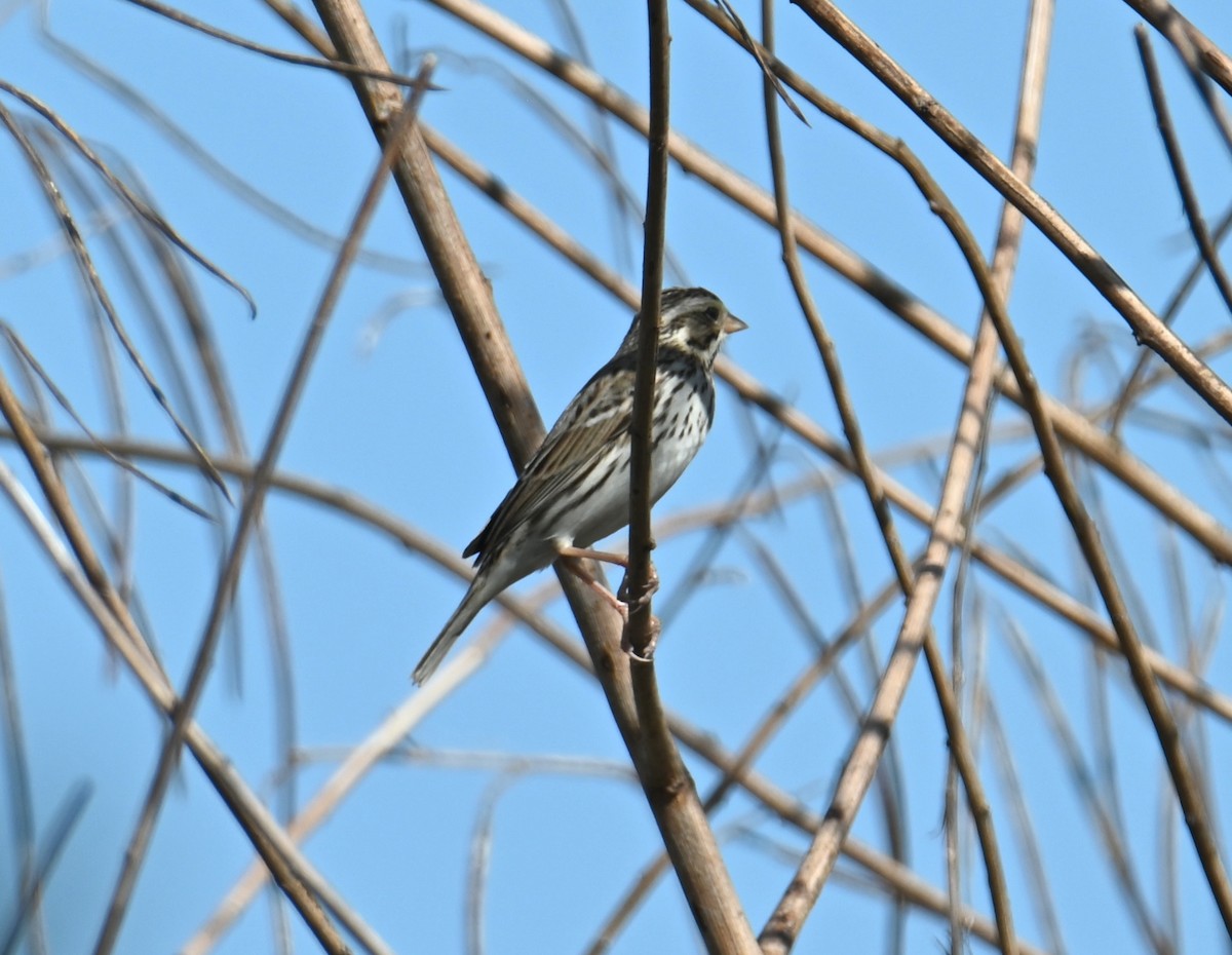 Savannah Sparrow - ML649944402