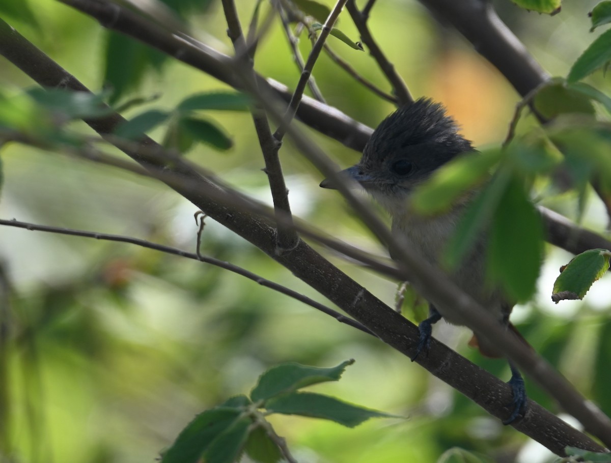 Rose-throated Becard - ML649944403