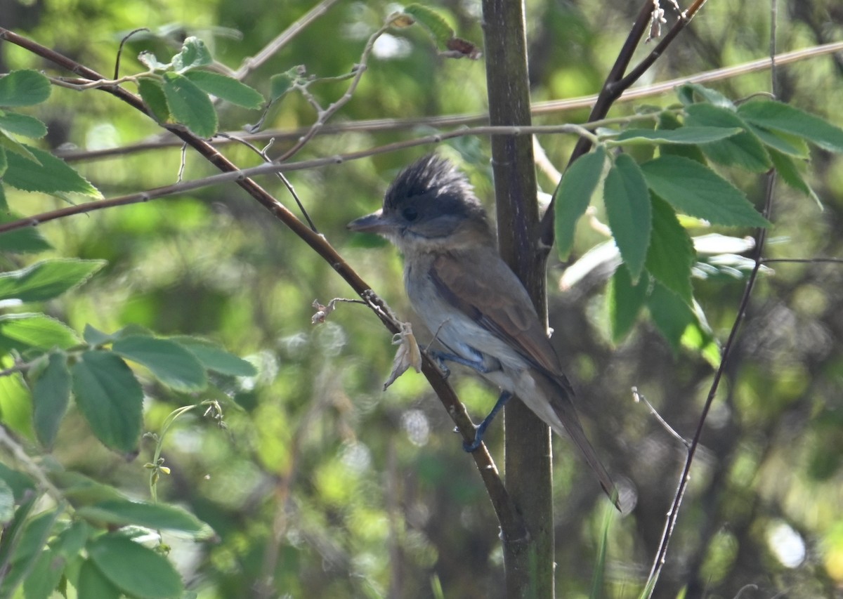 Rose-throated Becard - ML649944404