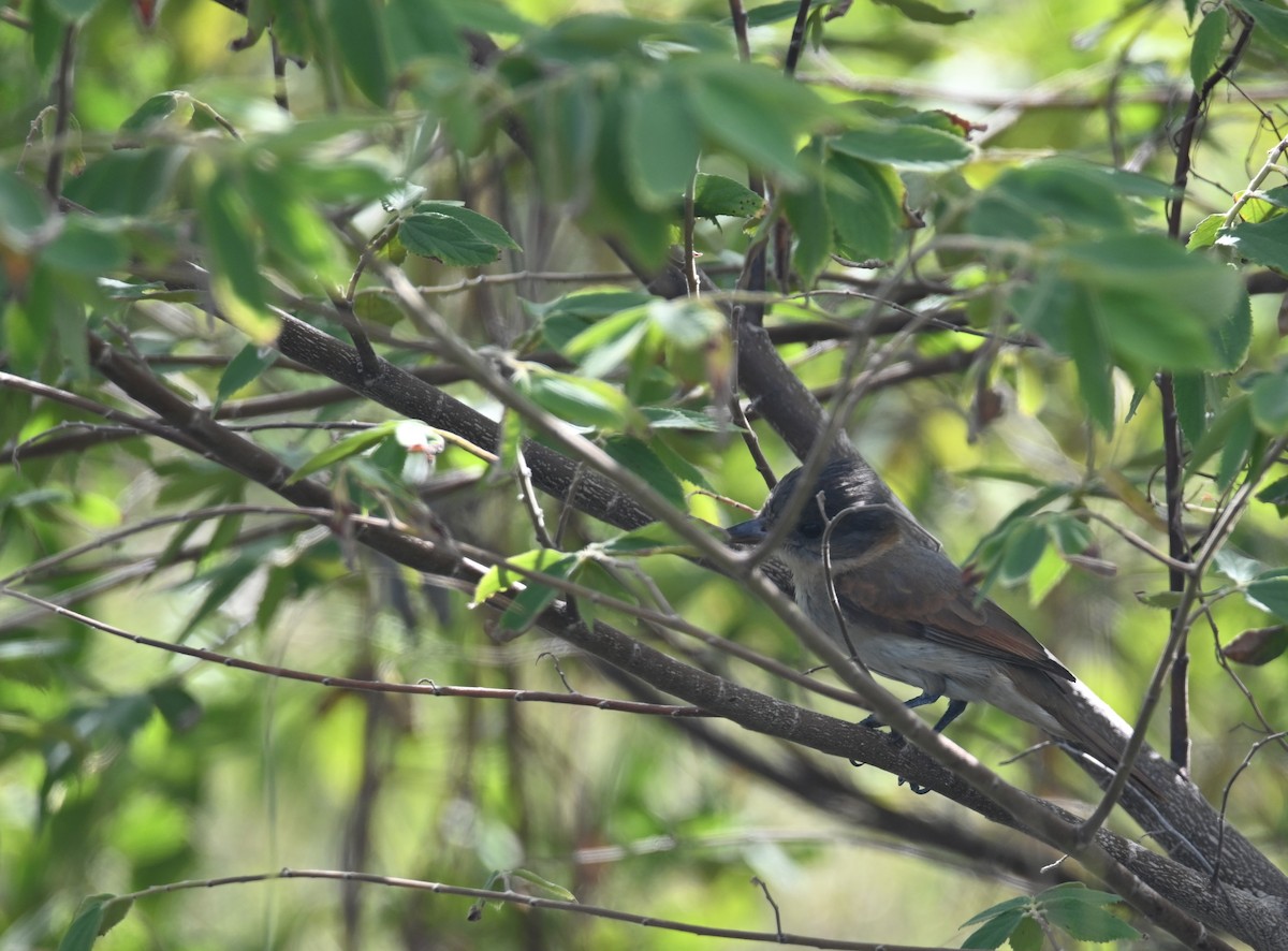 Rose-throated Becard - ML649944405