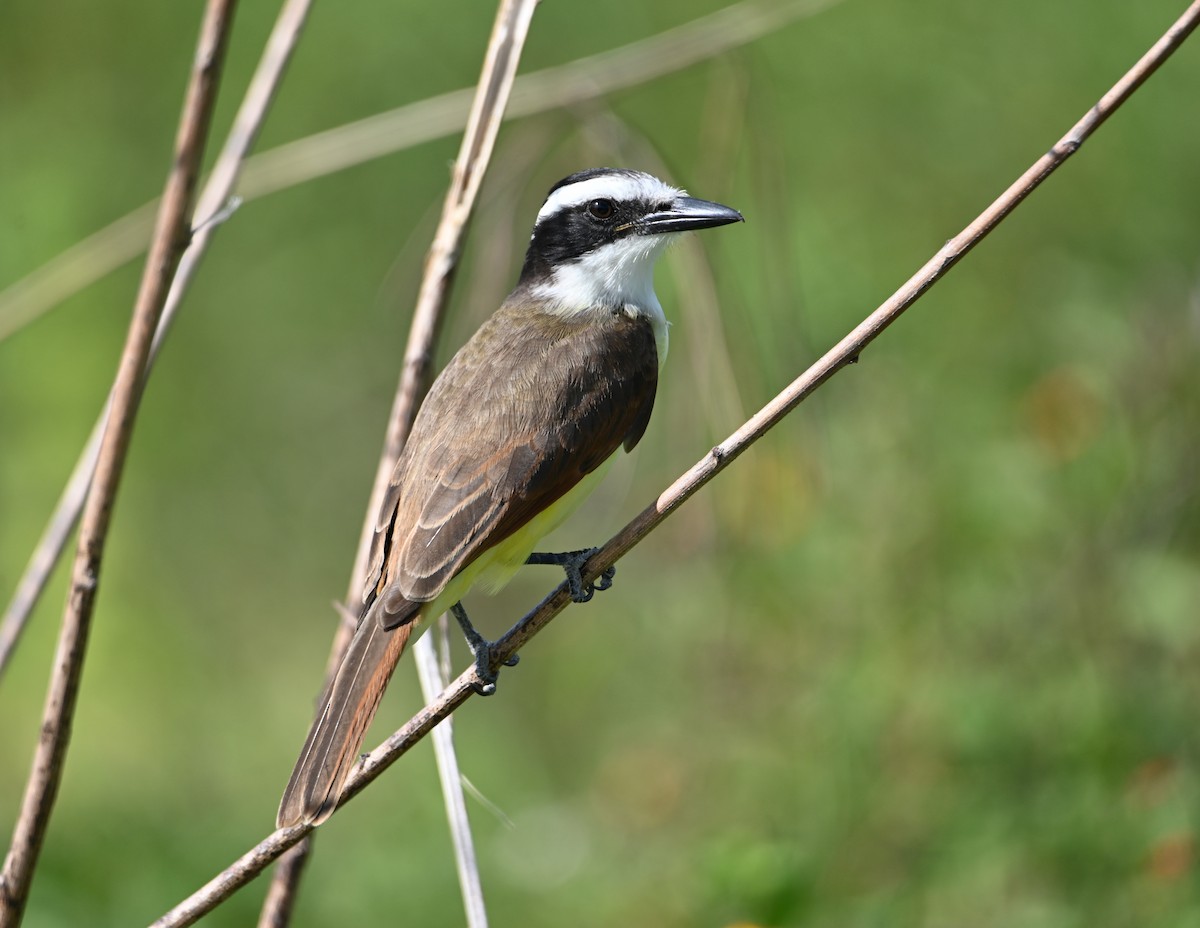 Great Kiskadee - ML649944412