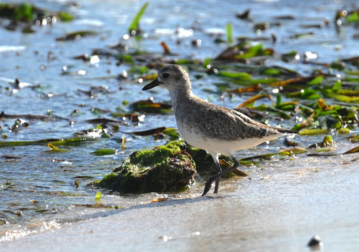 Black-bellied Plover - ML649944417