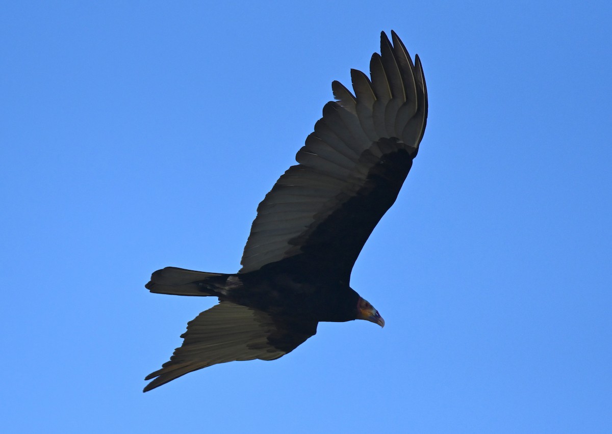 Lesser Yellow-headed Vulture - ML649944420