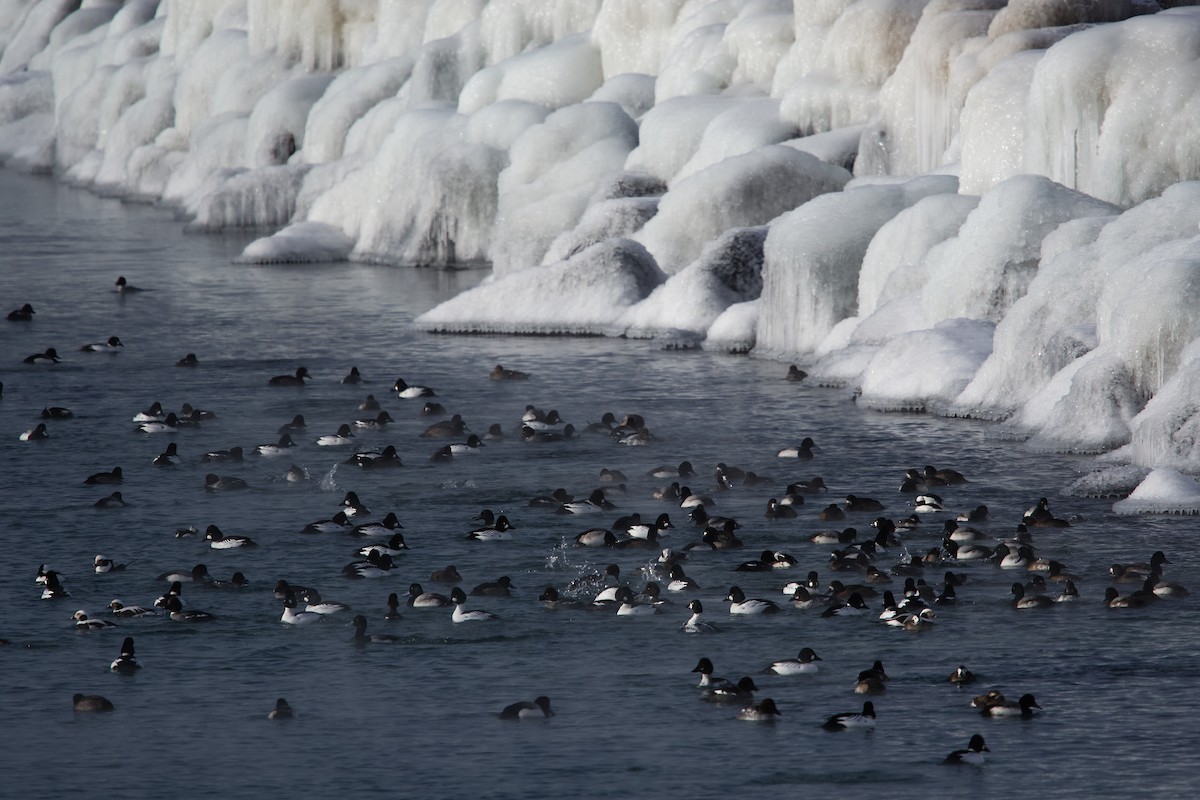 ホオジロガモ - ML649944444