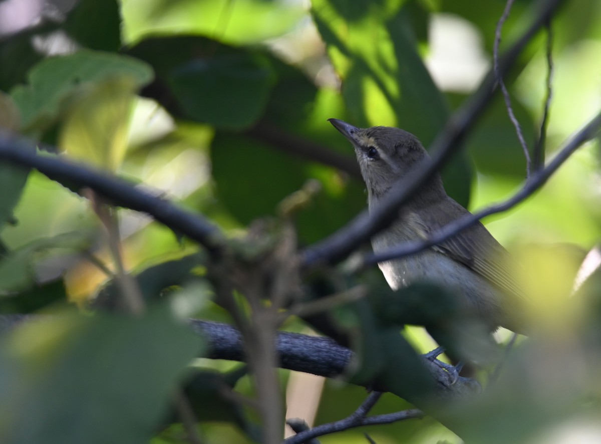Yucatan Vireo - ML649944506
