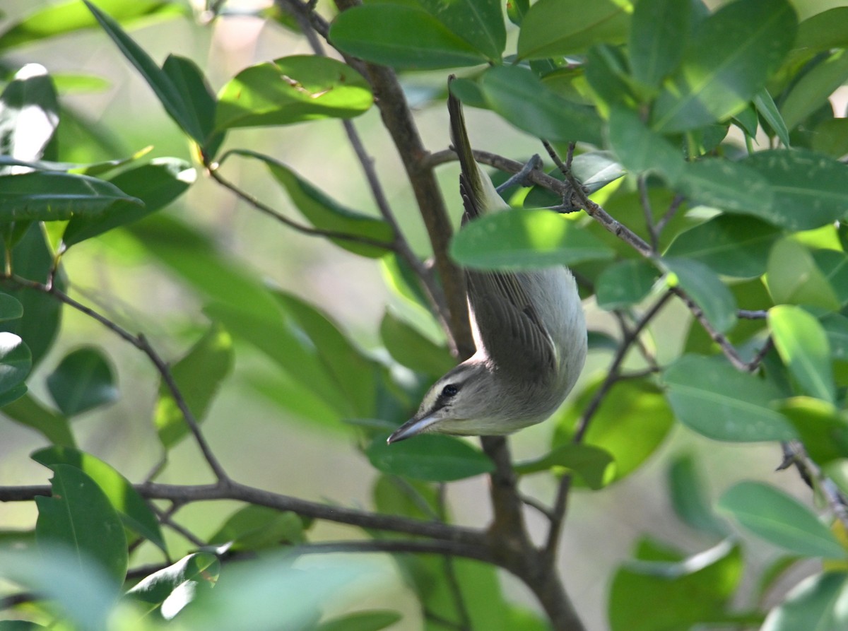 Yucatan Vireo - ML649944507