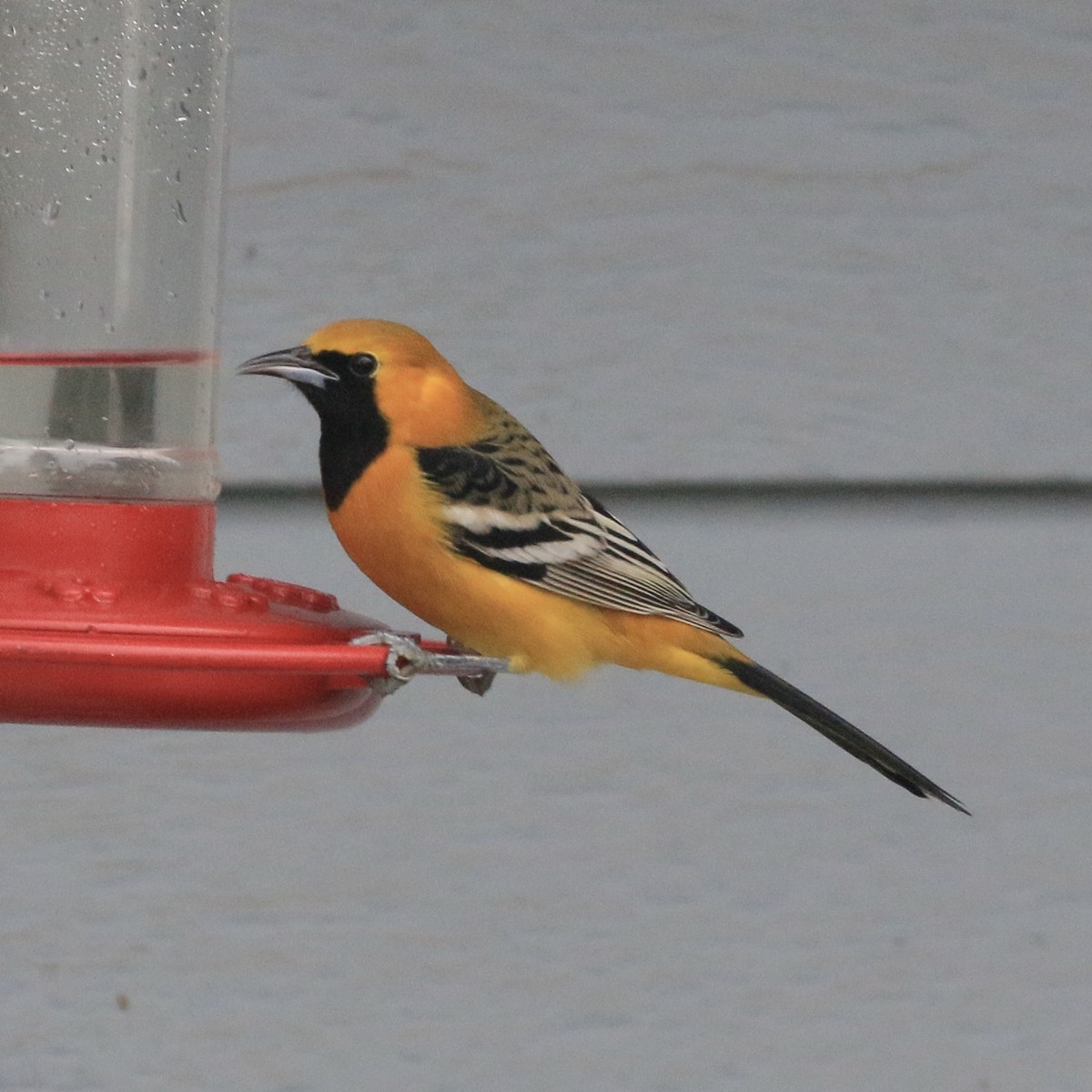 Hooded Oriole - ML649944529