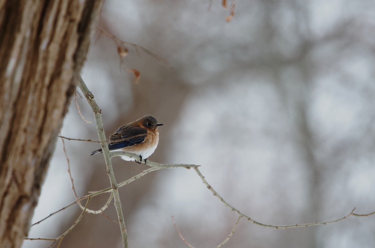 ルリツグミ - ML649944609