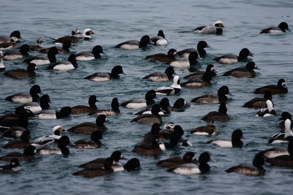 スズガモ - ML649944826