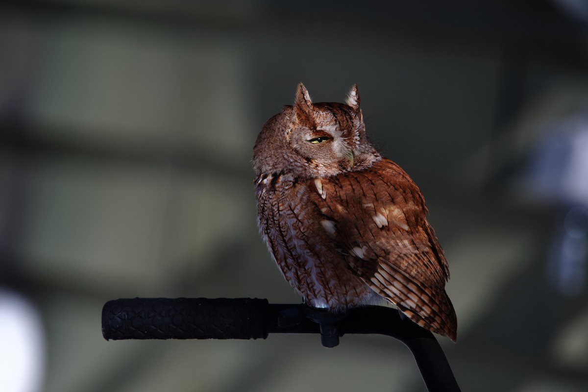 ヒガシアメリカオオコノハズク - ML649944835