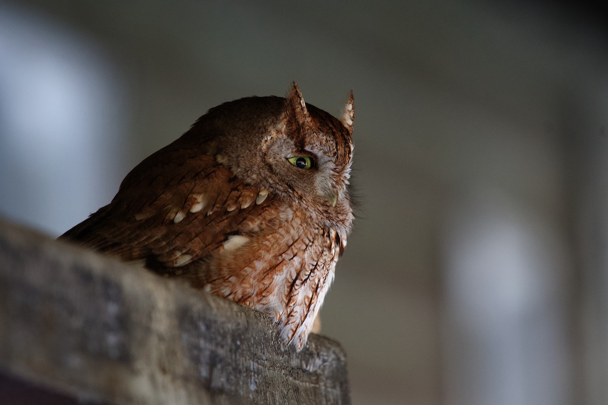 ヒガシアメリカオオコノハズク - ML649944940