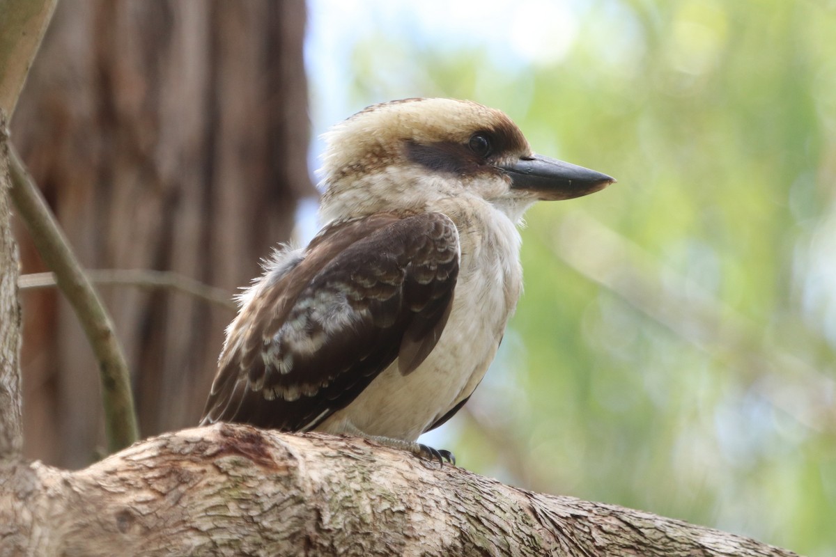 eBird Checklist - 31 Jan 2026 - Koolunga Native Reserve - 17 species