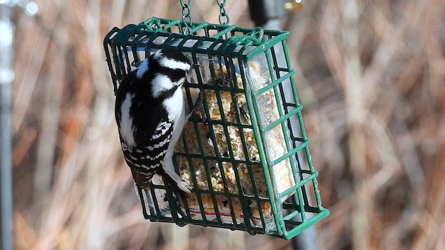 Downy Woodpecker - ML649944994