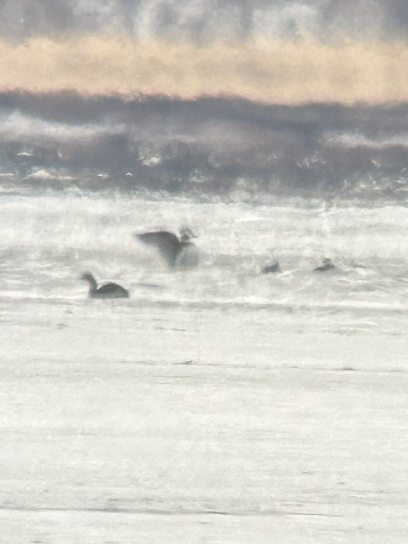 Harelde kakawi - ML649945755