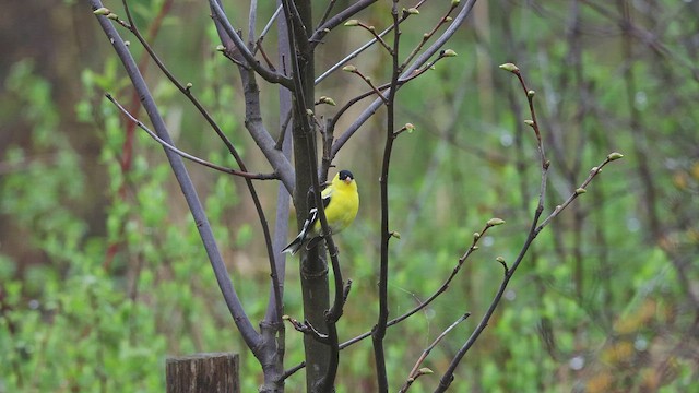 Goldzeisig - ML649945919