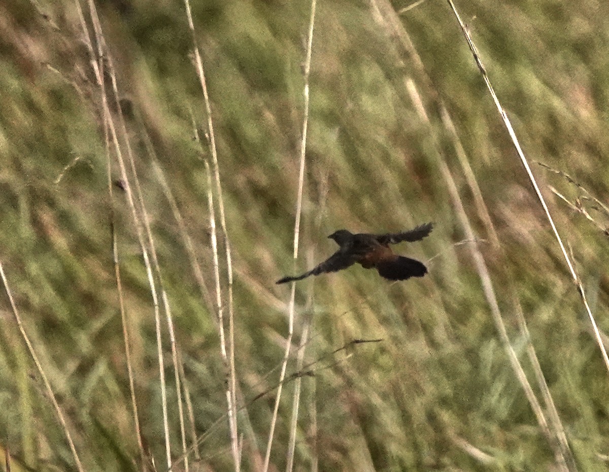 ウチワセッカ - ML649946530