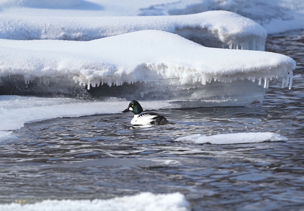 Altıngöz - ML649946670