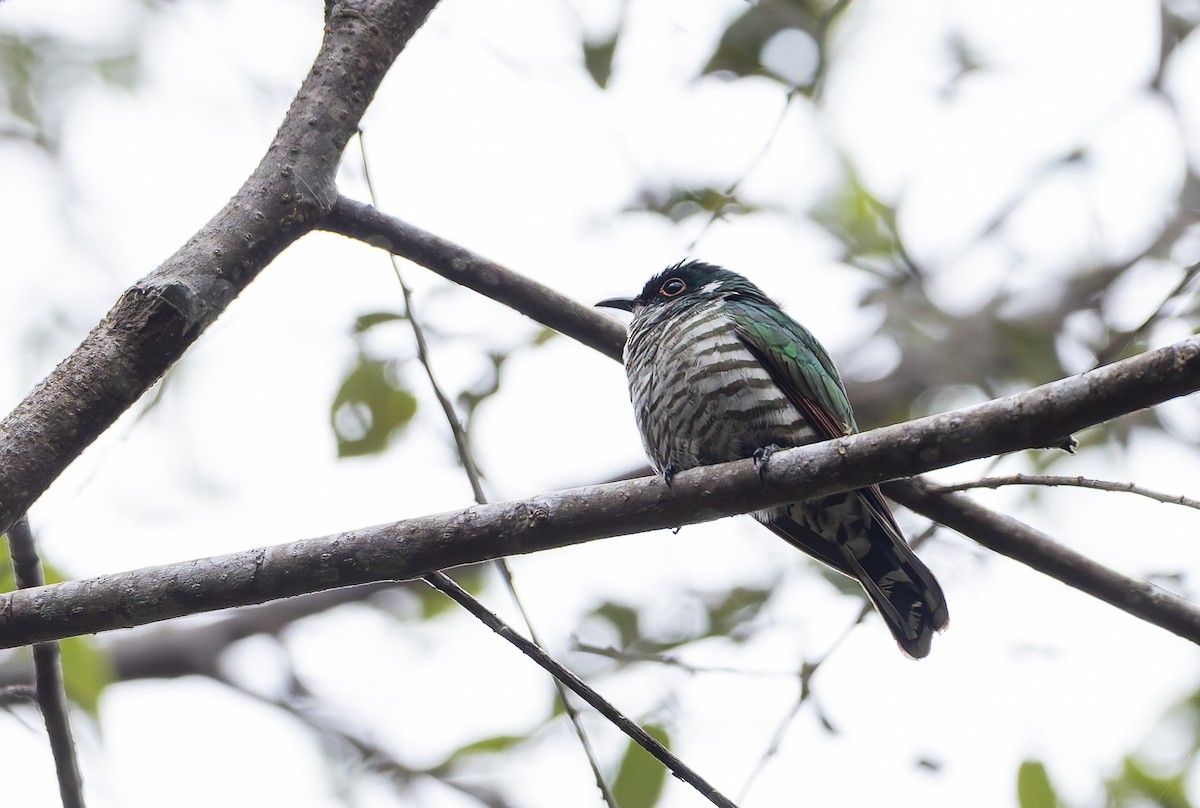 White-eared Bronze-Cuckoo - ML649947219