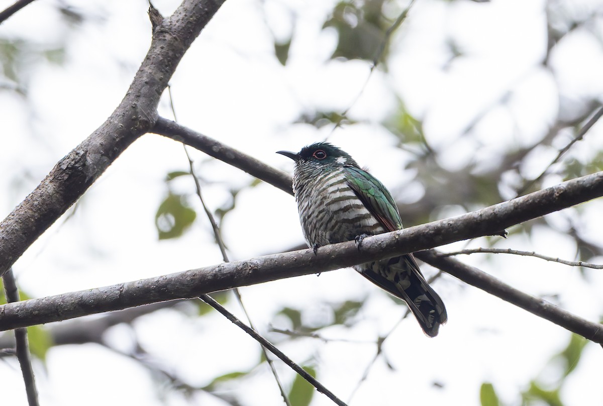 White-eared Bronze-Cuckoo - ML649947220