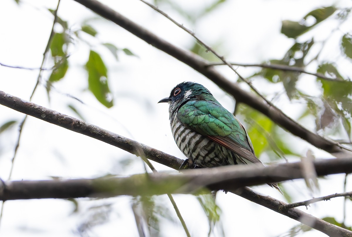 White-eared Bronze-Cuckoo - ML649947221