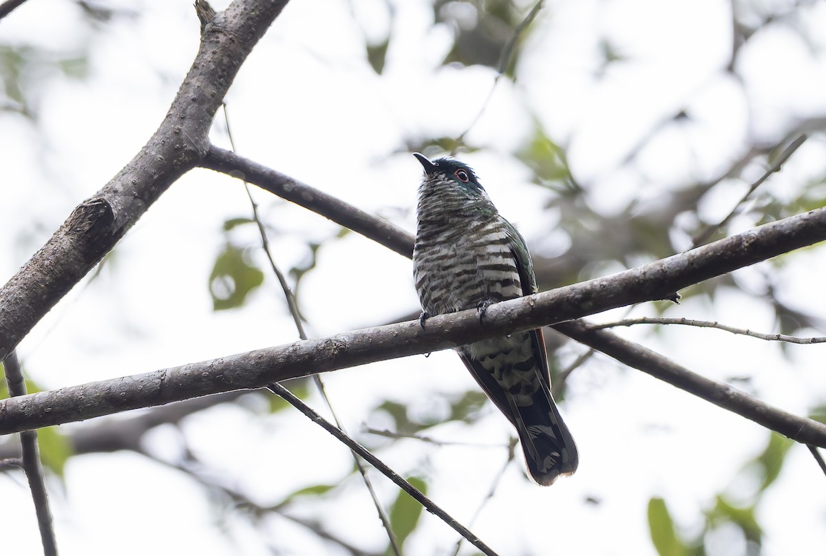 White-eared Bronze-Cuckoo - ML649947222