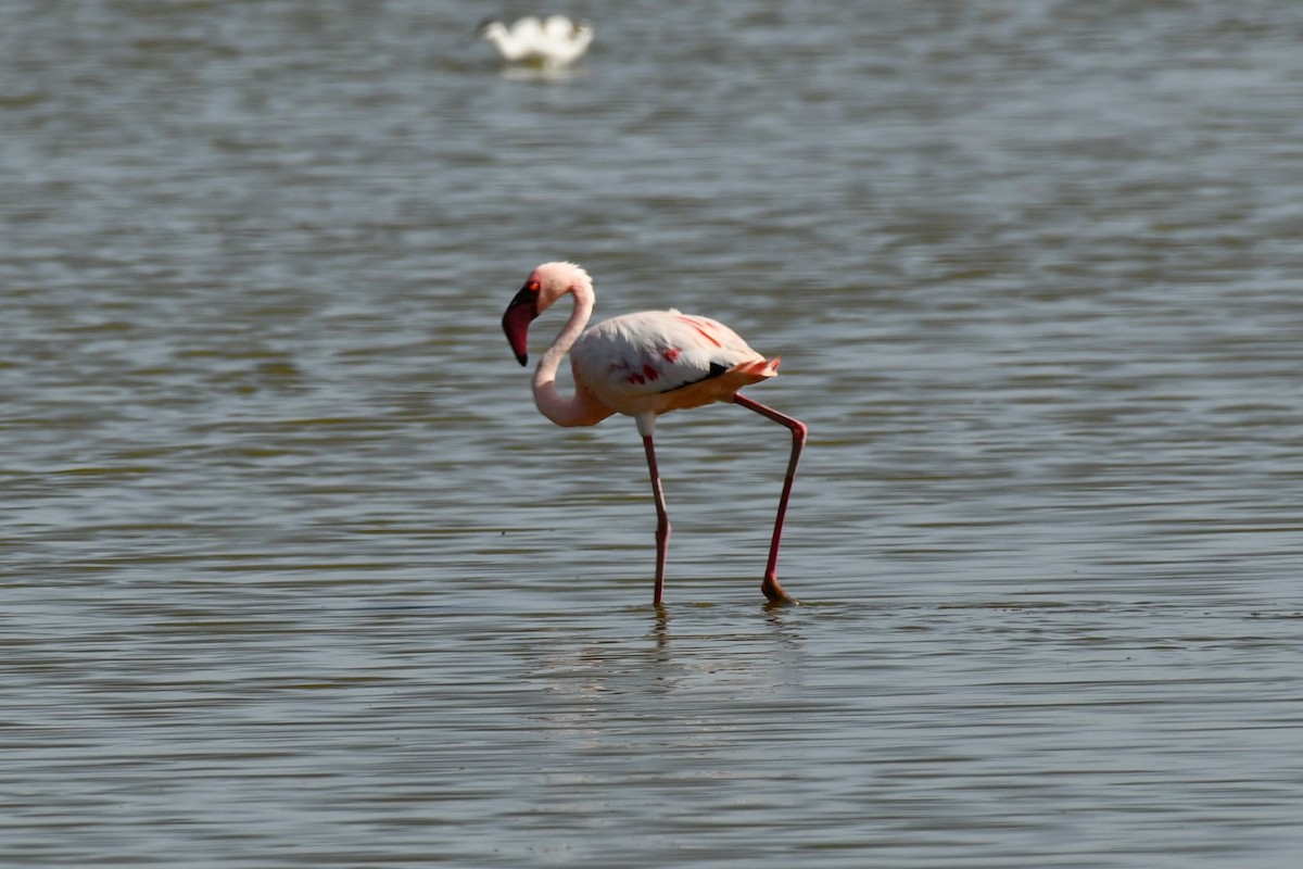 plameňák malý - ML649947234