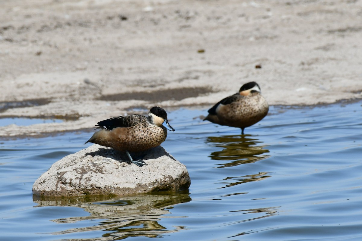Blue-billed Teal - ML649947250