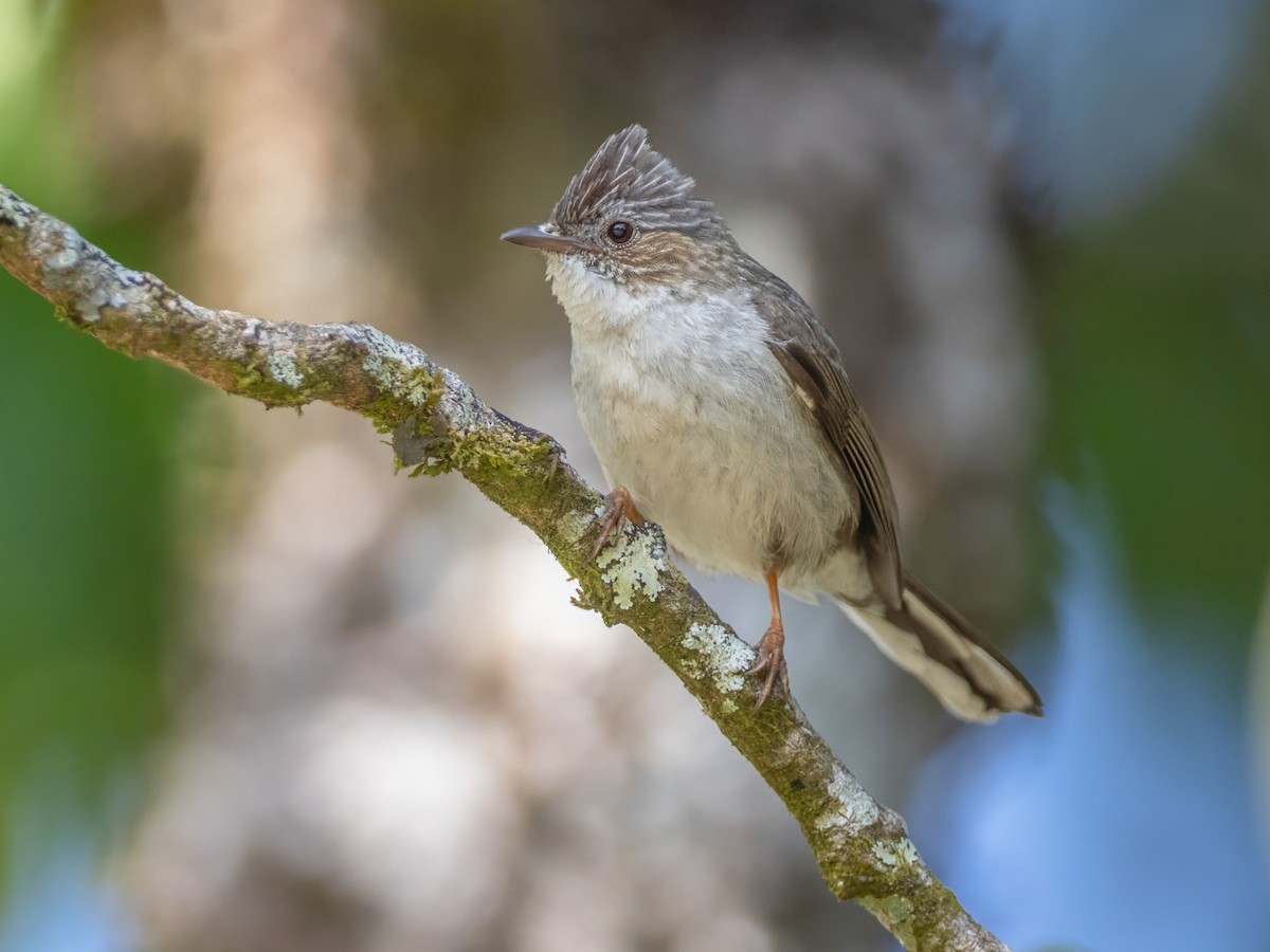 Striated Yuhina - Staphida castaniceps - Birds of the World