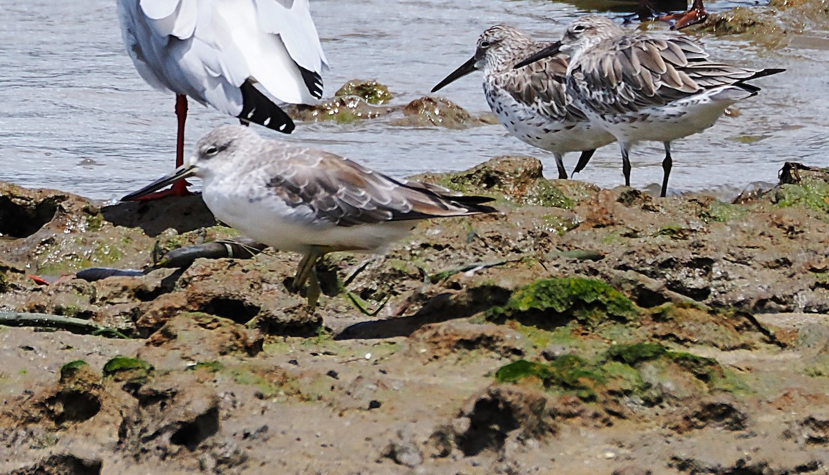 Коловодник охотський - ML649948121