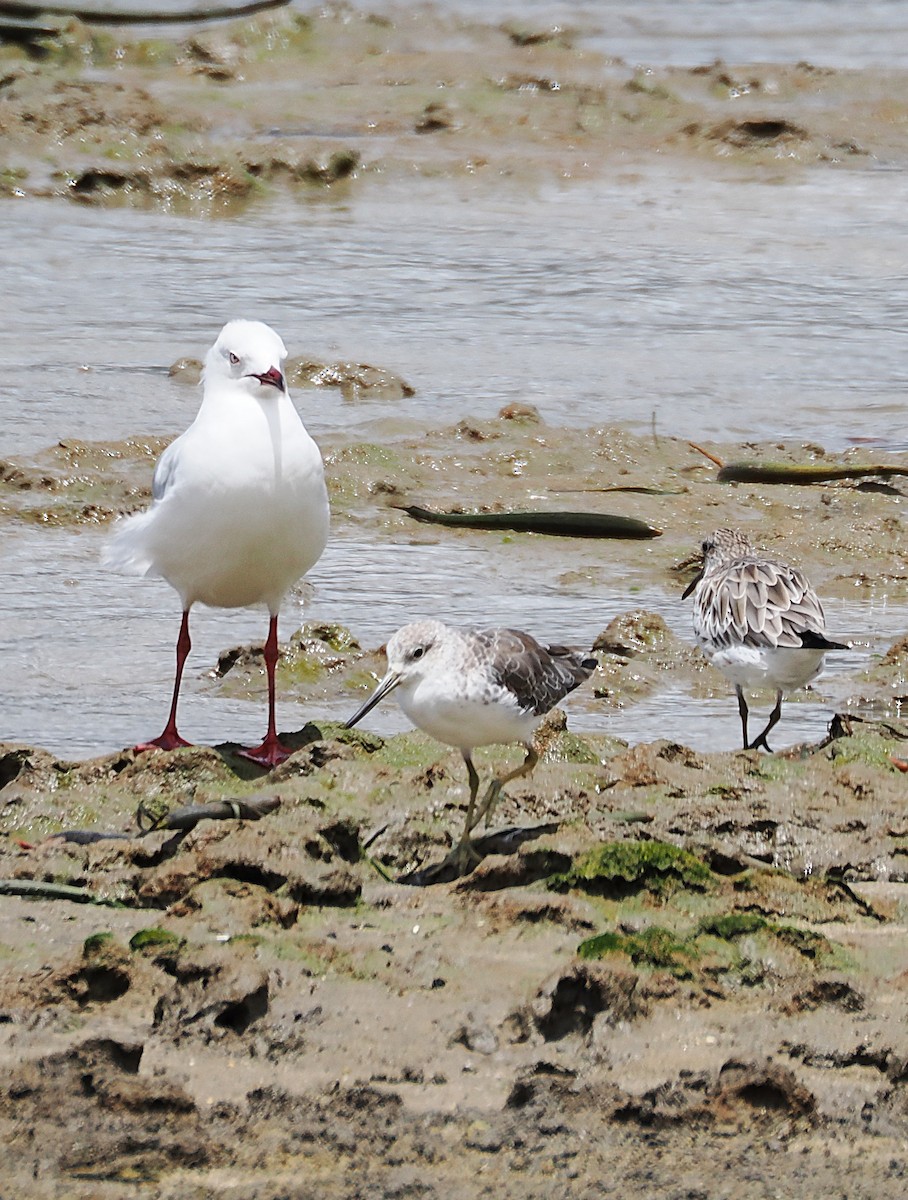 Коловодник охотський - ML649948122