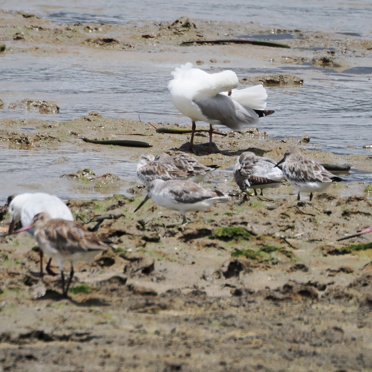 Коловодник охотський - ML649948123