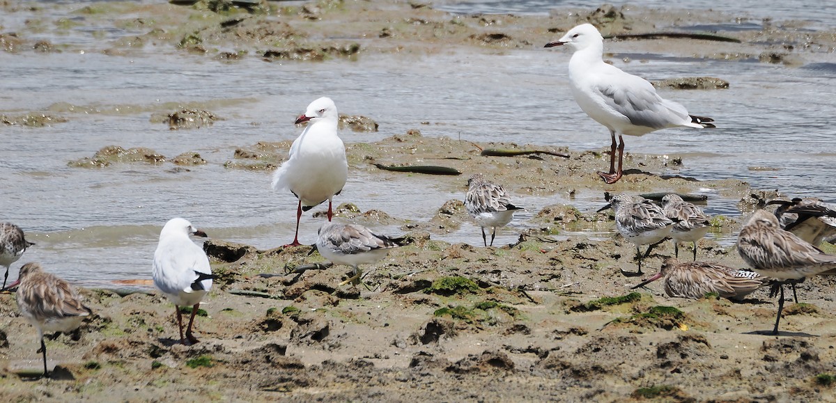 Мартин австралійський - ML649948134