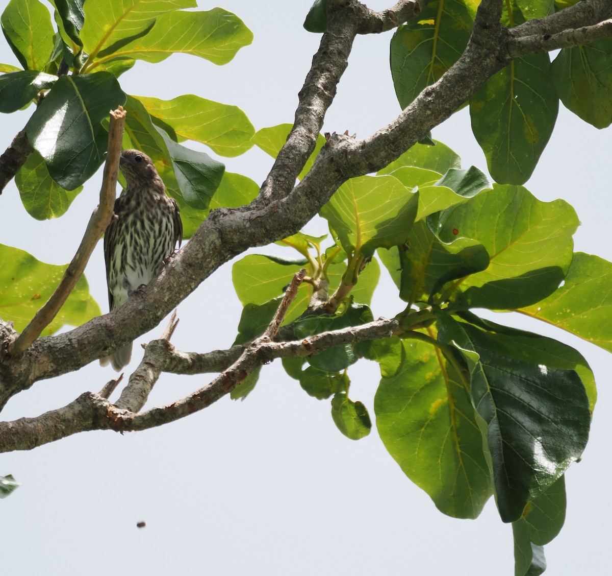 Телюга австралійська - ML649948144