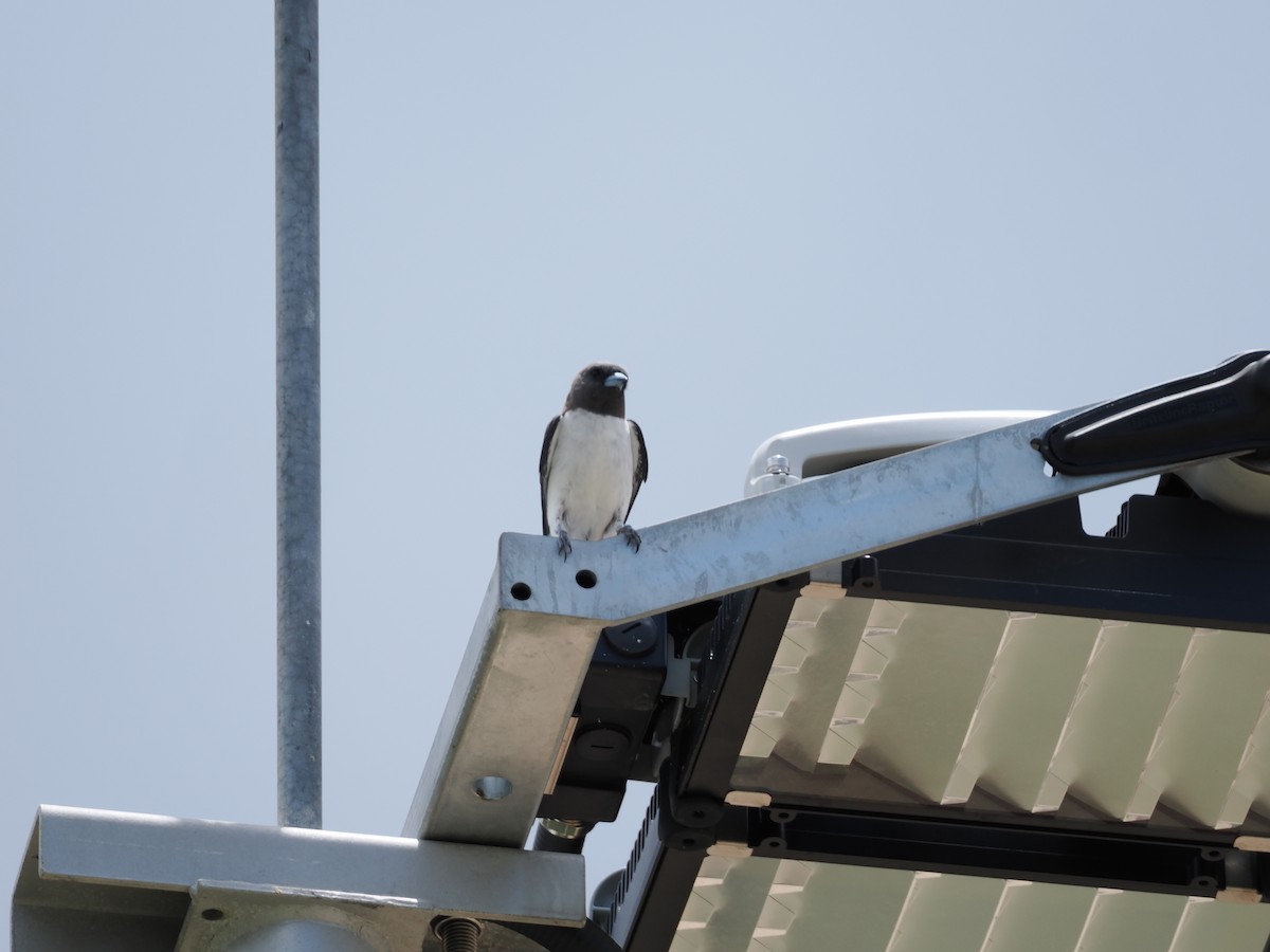 Ланграйн білогрудий - ML649948179