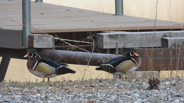 アメリカオシ - ML649948355