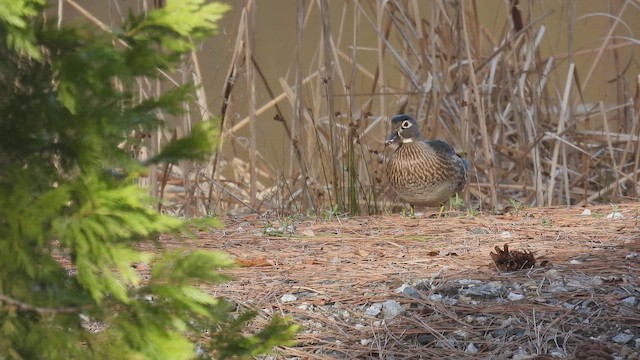 アメリカオシ - ML649948356