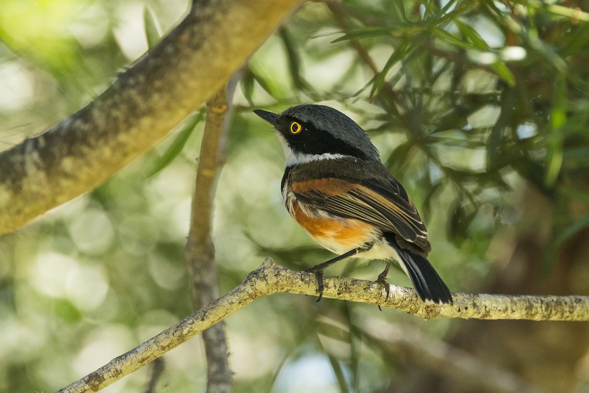 Cape Batis - ML649948639