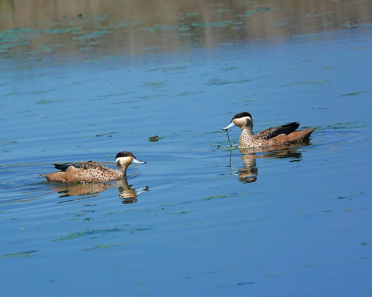 Blue-billed Teal - ML649949377