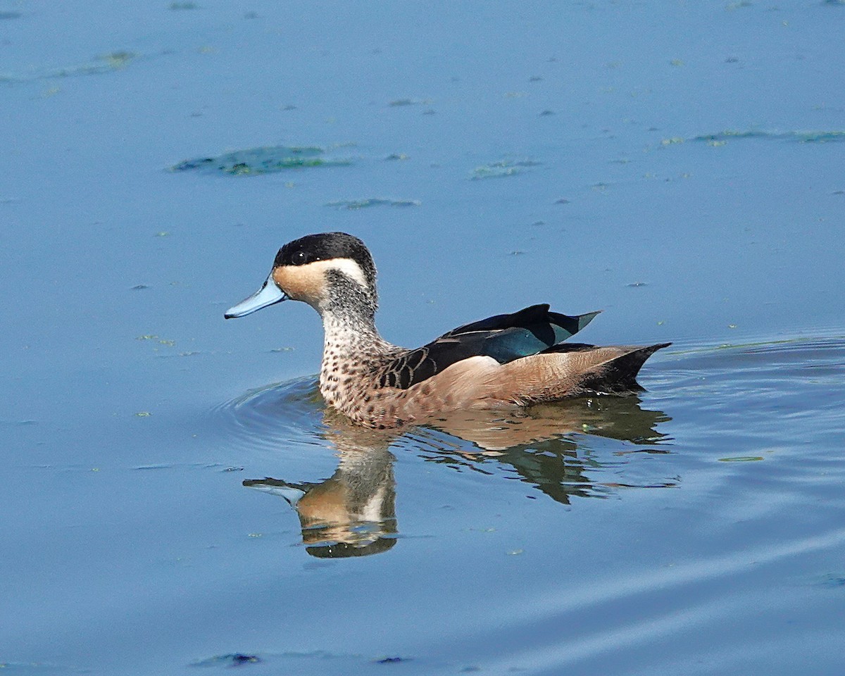Blue-billed Teal - ML649949382