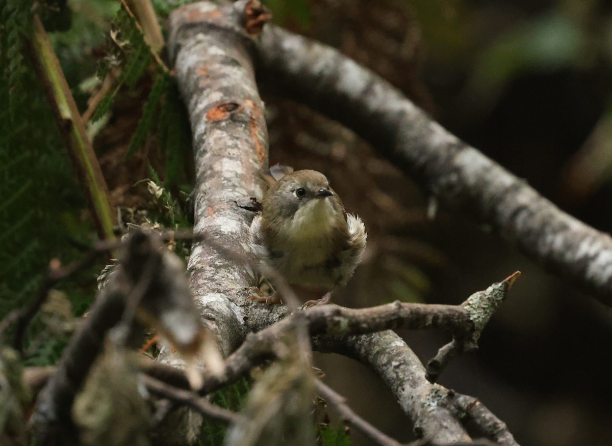 Scrubtit - ML649949666