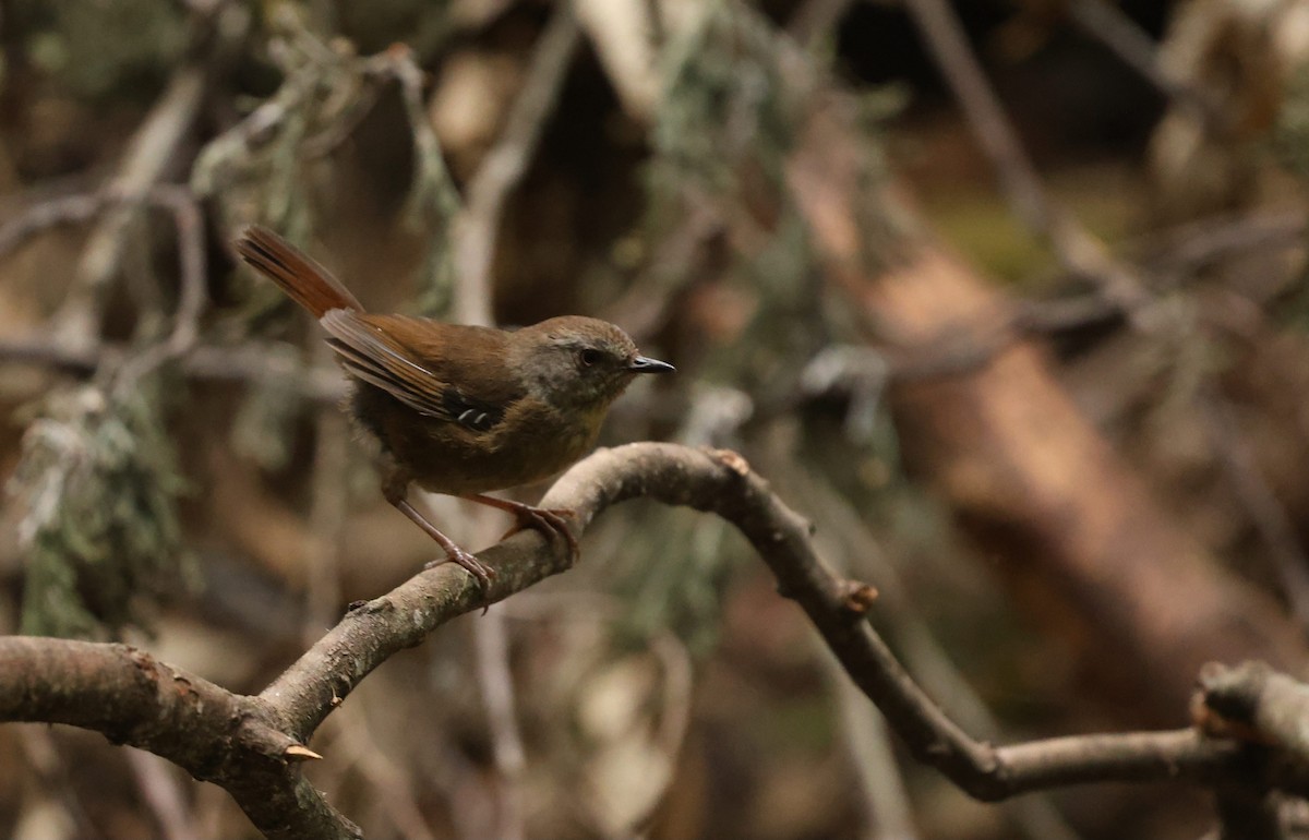 Tasmanian Scrubwren - ML649949667