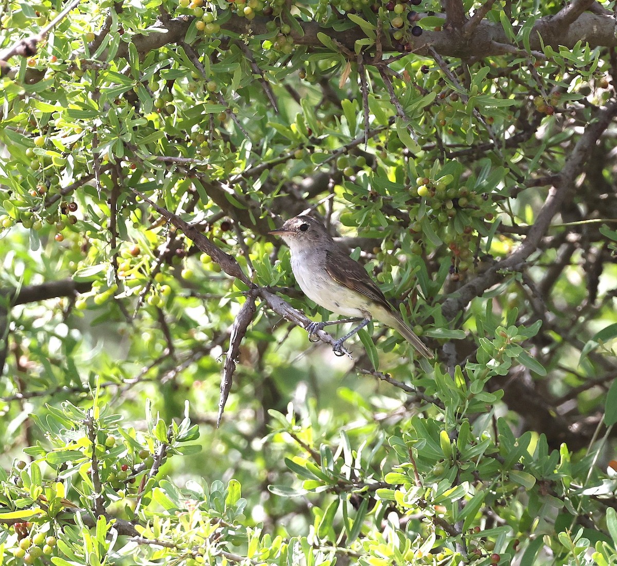 Fulvous-crowned Scrub-Tyrant - ML649949794