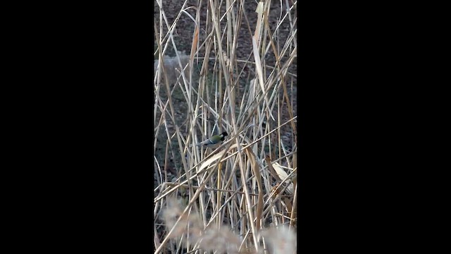 Asian Tit - ML649949803