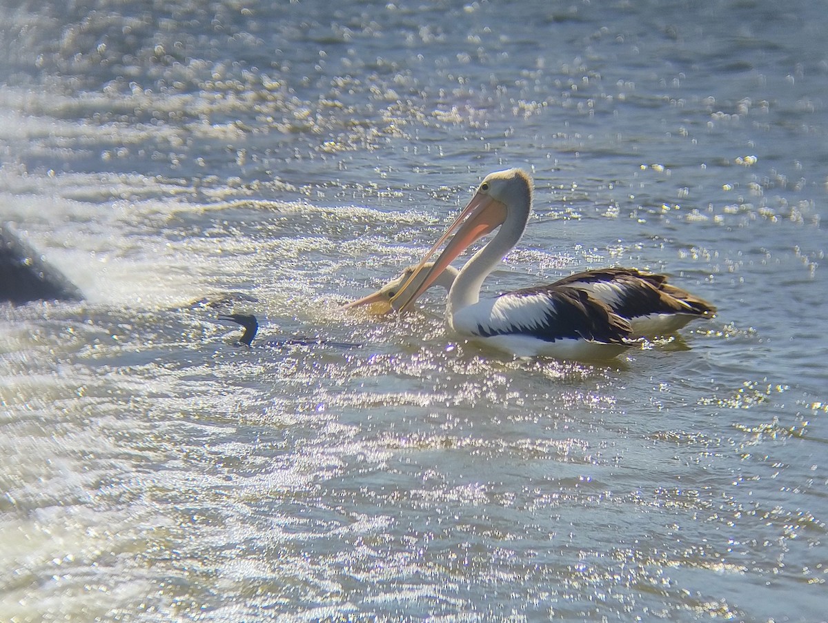 Пелікан австралійський - ML649951063