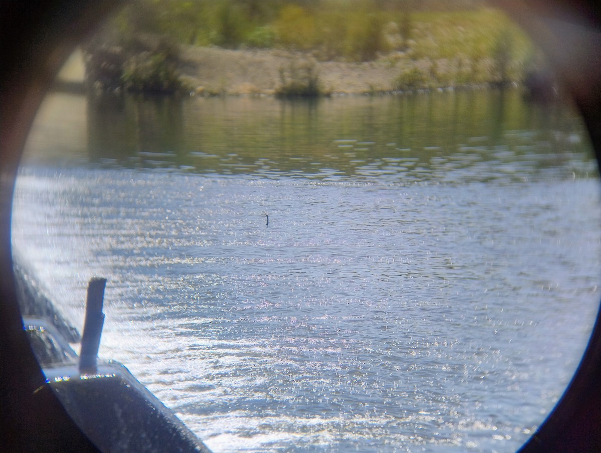 Змієшийка австралійська - ML649951073