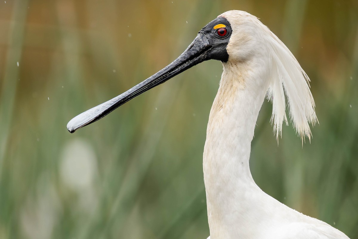 Royal Spoonbill - ML649951585
