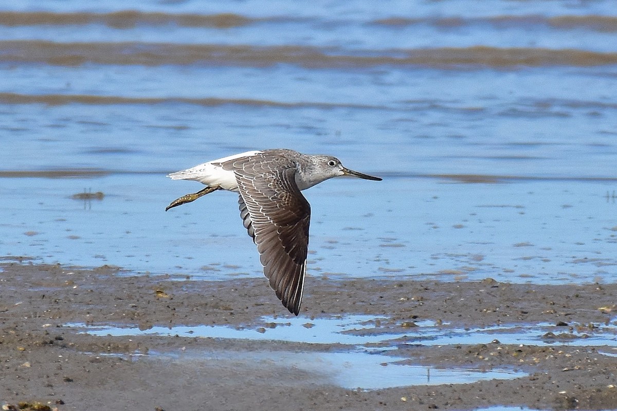 Коловодник охотський - ML649952004