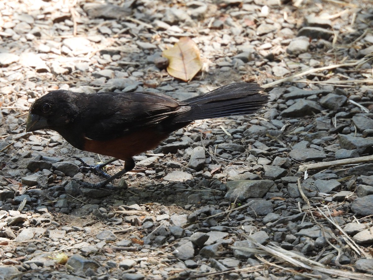 Chestnut-bellied Seed-Finch - ML649952428