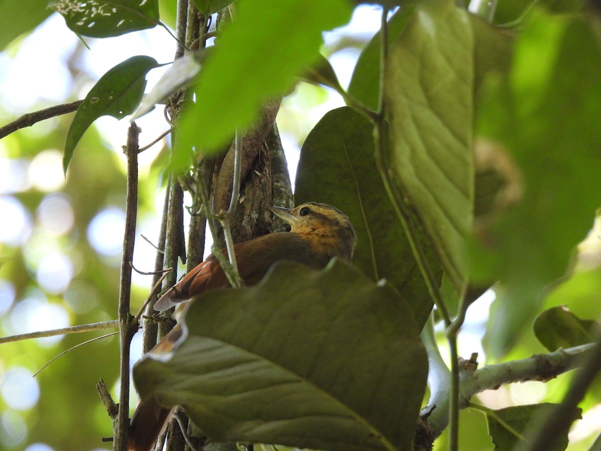 Ochre-breasted Foliage-gleaner - ML649952458